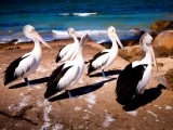 Port Lincoln Wildlife